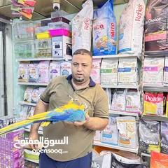  2 كاسكو مكاو كوكاتو امزون