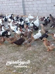  2 مطلوب بشوش  اي نوع