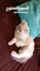  3 قطه انثى للبيع