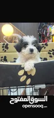  3 كلب مالتيز ذكر عمر شهرين