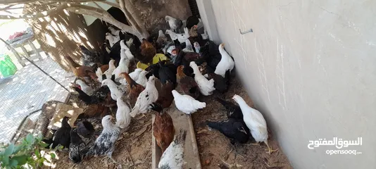  6 دجاج عربي للبيع
