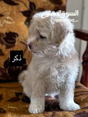  2 جراء فرينش تيرير للبيع