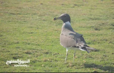  3 شقة للايجار طابق اول