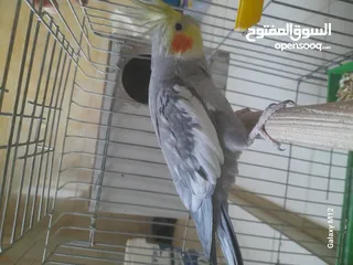  6 ببغاء كوكتيل فحل ابو فراخ