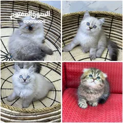  1 هملايا  اكثر من لون ( شاهد الوصف )  (الي مهتم يرن )