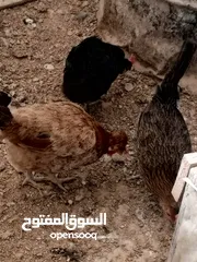  5 بيض دجاج بلدي و رقابي مخصب للبيع