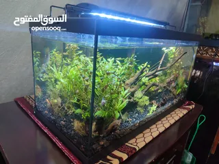  14 حوض نباتات اجنبي كريستال اكوائيل تحفه فنيه