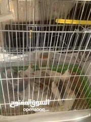  3 طيور زيبرا
