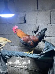  1 ديج عربي احمر