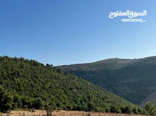  4 ارض مفروزه محاطة ب شاليهات و غابات