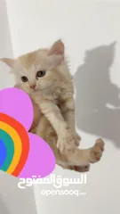  8 قطط للبيع نابلس