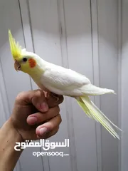  14 كوكتيل اليفات لاتينو عين حمراء