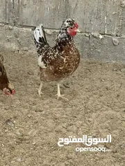  7 للبيع فروخ دجاج عربي قديم ترثه افرق بيور اصلي