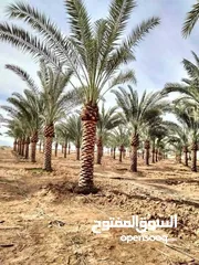  8 نخل مثمر جميع الارتفاعات