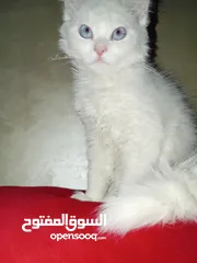  12 قط  و قطه هملايا شوكلت و قطتين  كتنز كتن بيبي  3 شهور  ابيض ناصع و عيون زرق  القط رغدول البيور الضخم