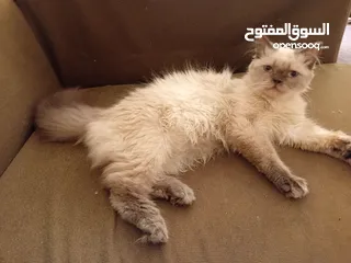  6 أنثى هيمالايا بصحة جيدة جدا للييع بسعري معري بلون عينين ازرق وفراء ناعم