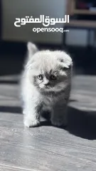  3 Female, Scottish fold