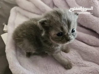  1 قطه اقل من شهرين  لطيفه و لعوبه