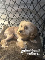  5 Toy poodle/توي بودل