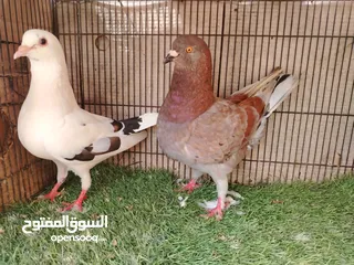  3 حمام زينه للبيع