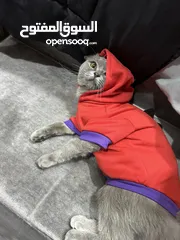  4 قط نوعه سكوتيش ستريت للبيع معقم القط بيحب يلعب عمرو سنتين