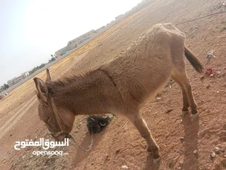  1 حمار البيع السعر 90دينار