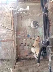  2 ديك بلدلدي للبيع