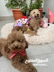  21 Toy poodle