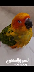  17 Hand tamed Sun Conure. His name is Cookie.
