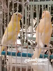  2 طيور كناري