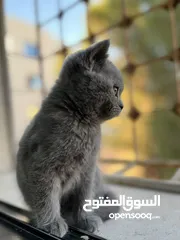  3 قط سكوتش ميكس بريتش