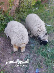  2 طليان ذكر وانثى  للبيع