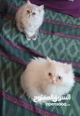  2 قطط شانشبلا للبيع
