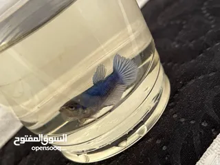  15 سمك فايتر واحواض للبيع