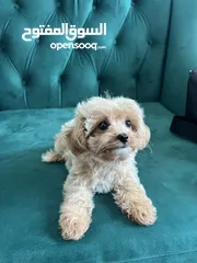  4 super duper cute maltipoo