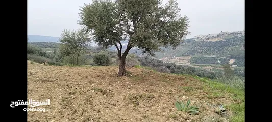  12 أرض مميزة جداً لعمل شاليه استثماري أو مزرعة خاصة أو مزرعة تجارية يوجد بها قناة ماء من المالك مباشرة