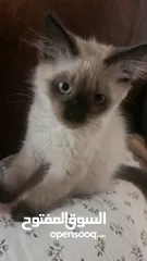  1 Ragdoll cat  قطط راغدول