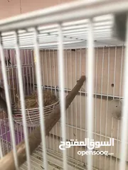  20 Breeding pairs of canary  in Alain