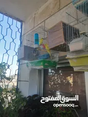  1 طيور حب نخب