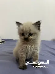  7 بسس هيمالايا مكس عمر شهرين للبيع