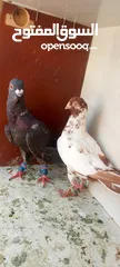  3 حمام للبيع