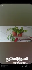  5 Healthy Money plant