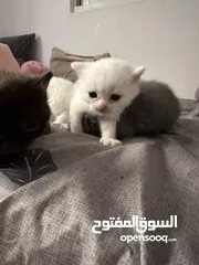  3 قطط كتن للبيع