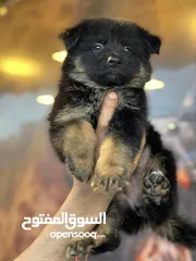  4 جراء جيرمن شبرد شولاين