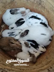  6 أرانب عدد7 كبير و2 صغير ديك حبش ديوك بلدي عدد 5