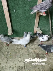  17 حمام مشكل بسعر حرق