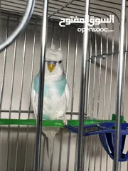  5 عصافير حب للبيع