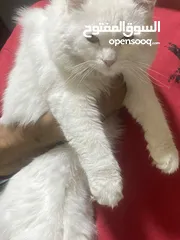  2 قطه مع بيت تفصيل