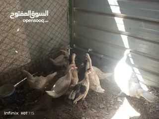  3 جاج وبط وحبش وفرعوني