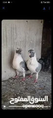  4 فرخيين اسطنابله للبيع